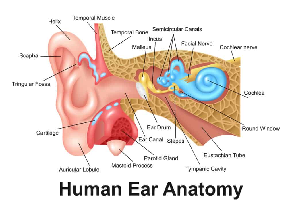 human ear anatomy 