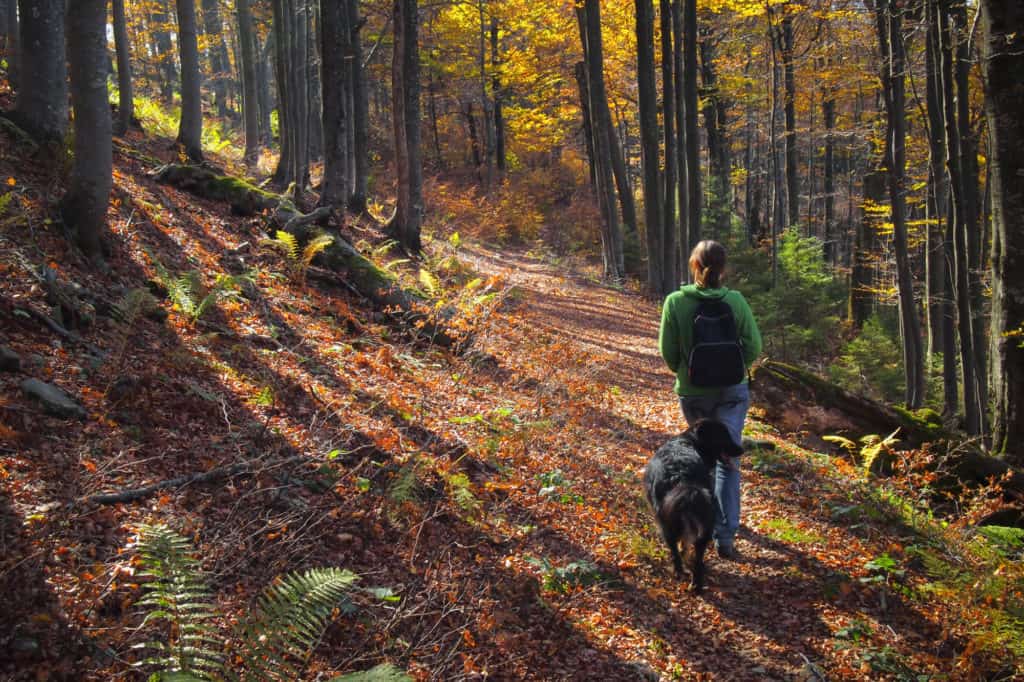 A girl walking her dog in colorful autumn forest in the mountains dangerous terrain