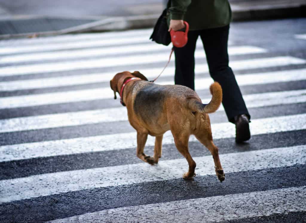 vigilant dog-walking