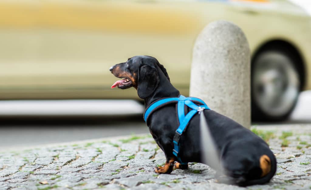 dachshund or sausage dog waiting for owner to cross the street over crossing walk with leash, outdoors