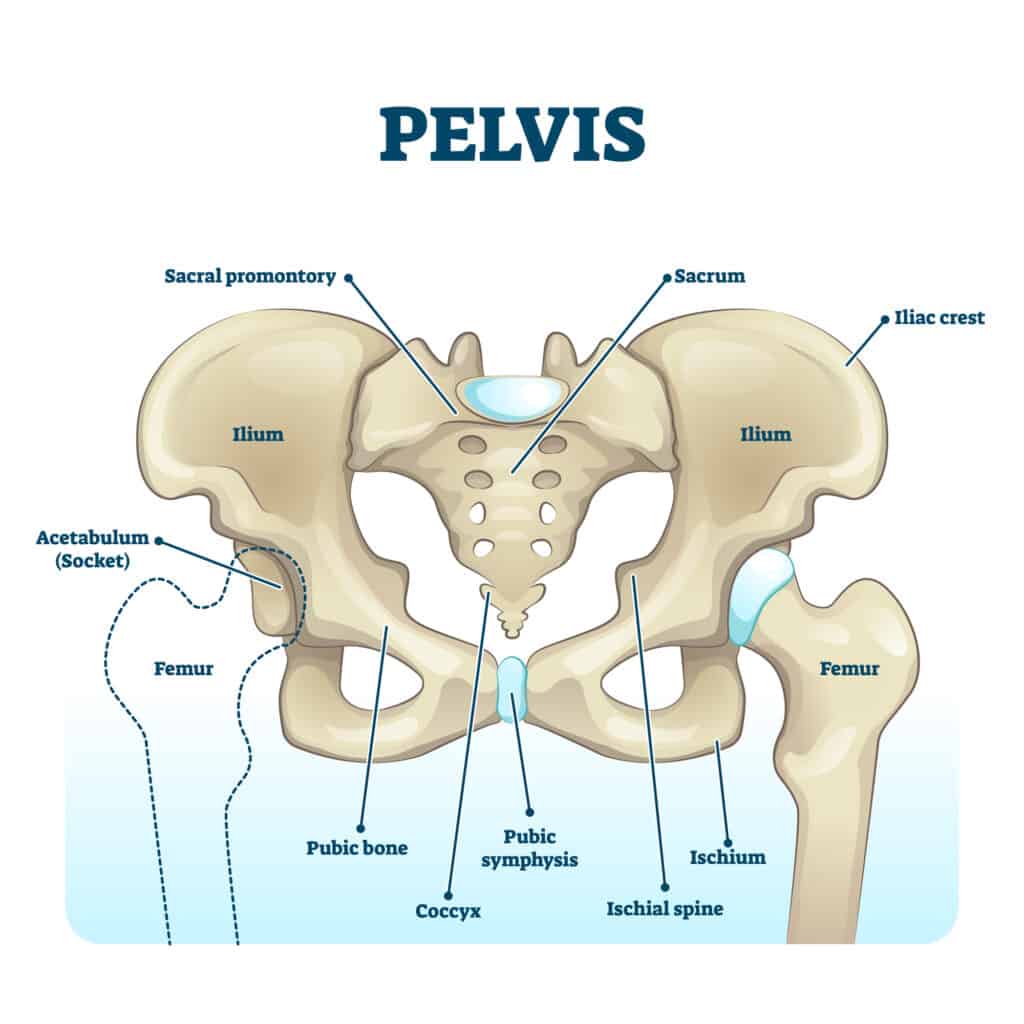 Pelvis anatomical skeleton structure. labeled vector illustration diagram. Medical education scheme with ilium, ischium, coccyx, sacrum, femur and pubic bone examples. Healthy human hips model image.